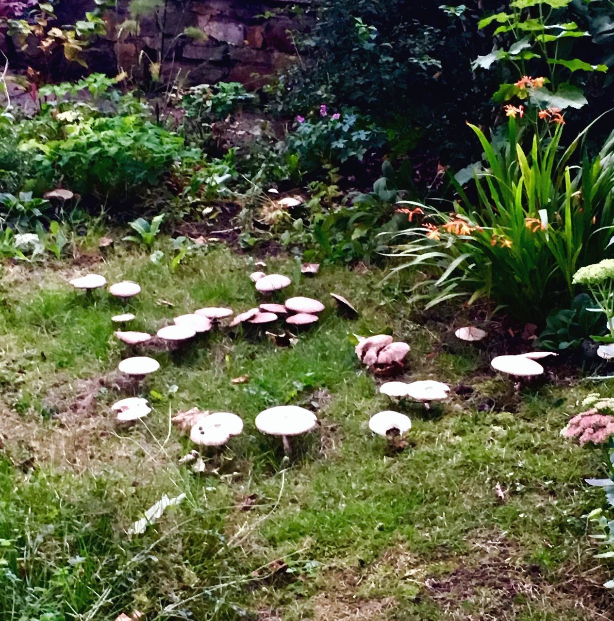 HIGH ANGLE VIEW OF MUSHROOMS ON GRASSY FIELD