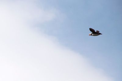 Low angle view of eagle flying against sky