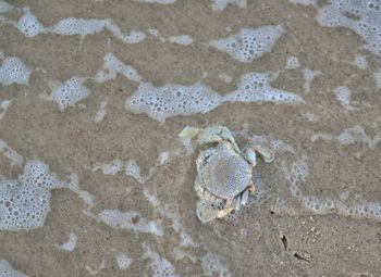 High angle view of crab on sand