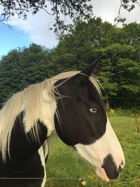 Close-up of horse standing on field