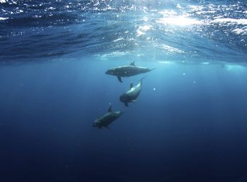 High angle view of swimming in sea, three groups