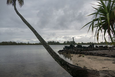 Scenic view of palm trees against sky