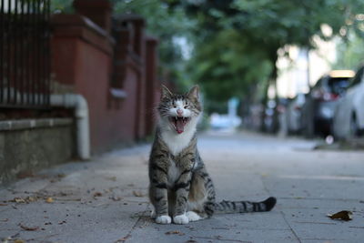 Cat yawning on street