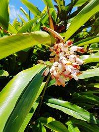 Close-up of flowering plant