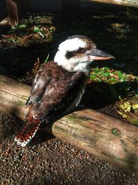 High angle view of bird on plant