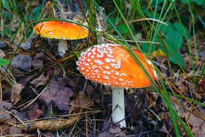 Close-up of mushroom growing on field