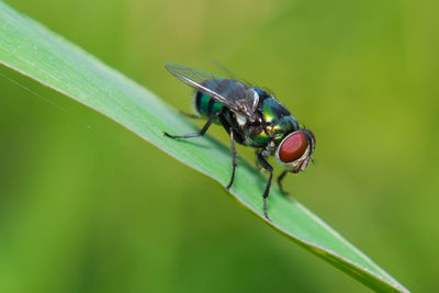 Close-up of fly on leaf