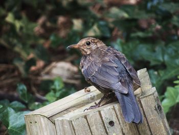 Close-up of bird perching on wood