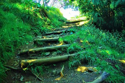 Scenic view of forest