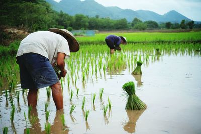 Rear view of people with rice paddy