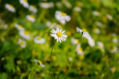 Close-up of white flowering plant on field