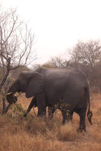 Elephant in a field