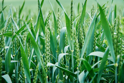 Green field with wheat ear