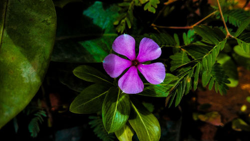 Close-up of purple flowering plant