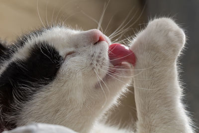 Close-up of cat licking paw