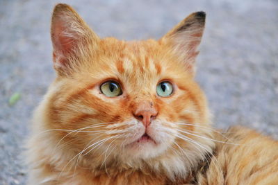 Close-up of cat looking up