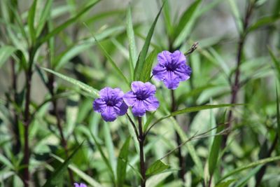 Close-up of purple flowers blooming outdoors