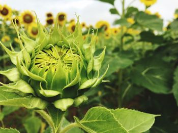 Close-up of flowering plants