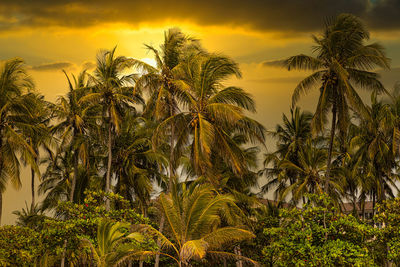 Palm trees against sky during sunset