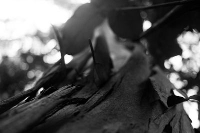 Close-up of autumn leaves