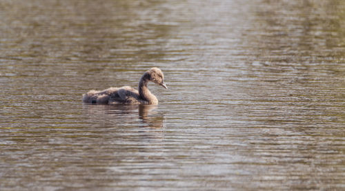 Duck swimming in lake