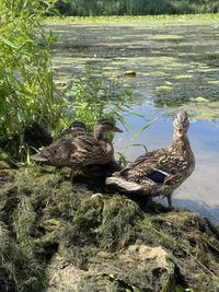 Birds on a lake