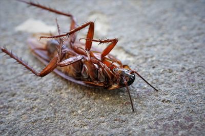 Close-up of cockroach on the floor