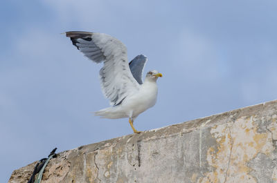 Low angle view of seagull perching against sky