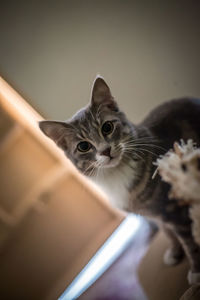 Close-up portrait of cat