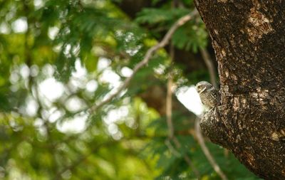 Low angle view of bird perching on tree