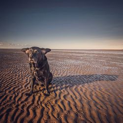 Dog on sand at beach against sky