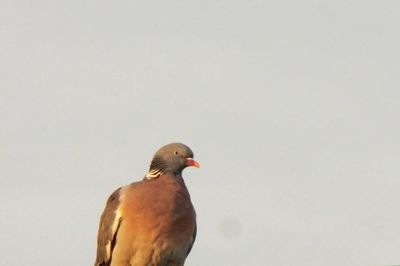 Close-up of bird against clear sky