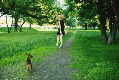 Dog standing on grassy field