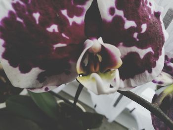 Close-up of flower blooming outdoors