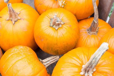 Close-up of pumpkins in autumn