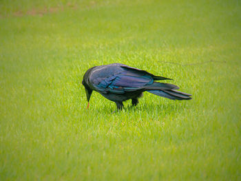 Side view of a bird on grass