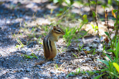 Squirrel on rock