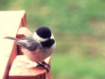 Close-up of bird perching on branch