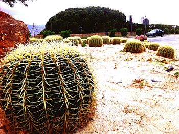 Close-up of cactus plants