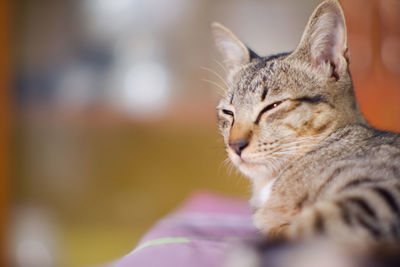 Close-up of a cat looking away