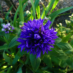 Close-up of purple flowering plant