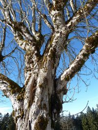 Low angle view of bare tree against clear blue sky