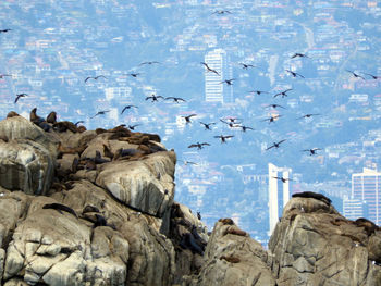 Flock of birds flying against rocks