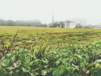 Scenic view of grassy field against sky