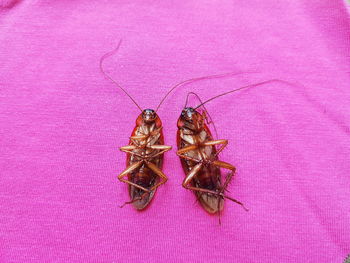 High angle view of insect