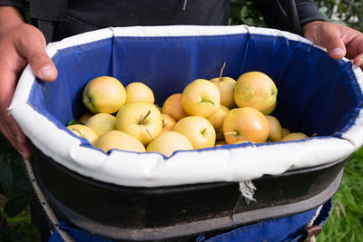 Picked apples in a bucket