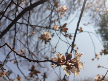 Low angle view of apple blossoms in spring