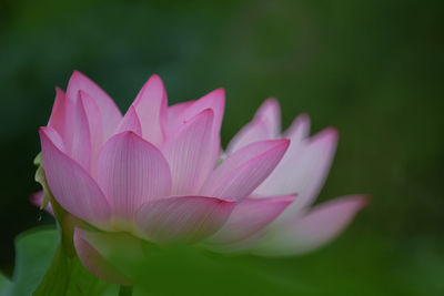 Close-up of pink water lily