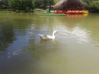 Swans swimming in lake