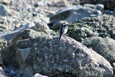 Rocks on rock